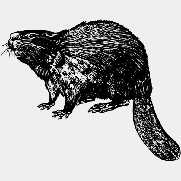 BEAVER02 Thumbnail